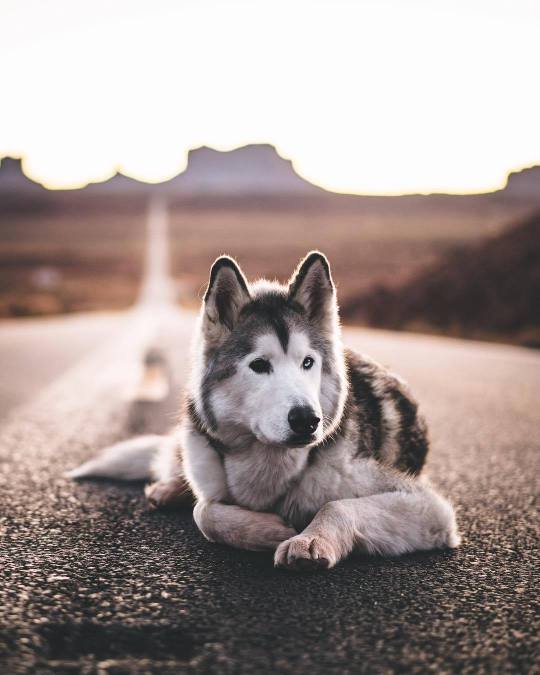 Meet Loki the Wolfdog and his friends.