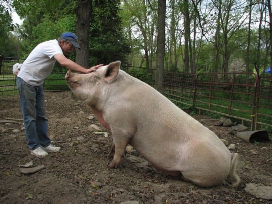 louisville-redcoat:  catbountry:  chupicronian:  lamaenthel:  shoutout to paris hilton for not abandoning her ‘micropig’  when it turned out that it was a normal piggy who grew up to be a big fat fatty piggu  Actually that’s pretty standard size