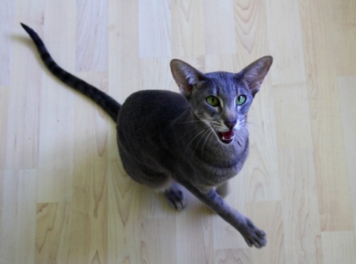 zablorg:  panoramaofhell:  Oriental Shorthair  Oriental Shorthairs look like someone saw a normal cat and then decided to draw one in a really stylized way. 