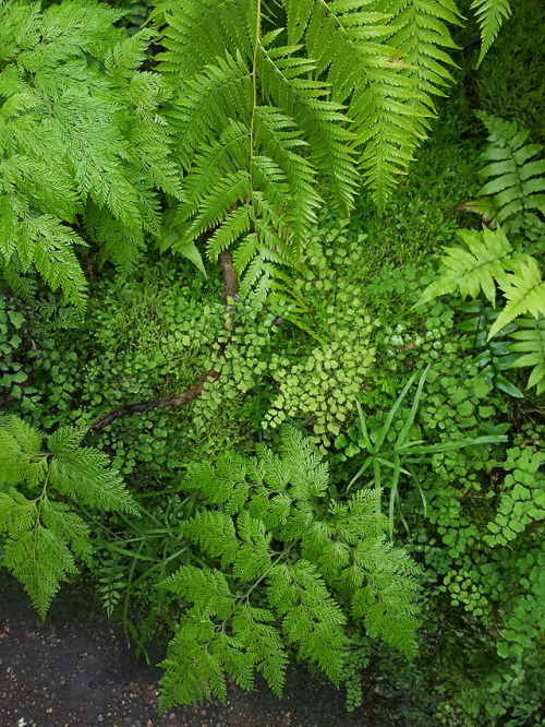 plantanarchy:The fern room is the place to be in mid-winter