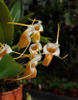 orchid-a-day:  Masdevallia fuchsiiFebruary