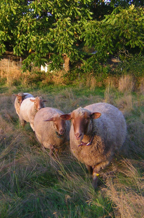 nasubionna: nasubionna: My Tunis ewes on a sunny day in October.  I’ll be bringing them 