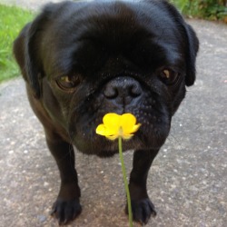 goghsyrup:  My baby smelling a buttercup 