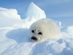 we love seals