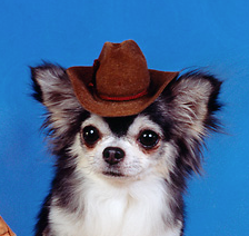 Porn photo doggosource:cowboyes