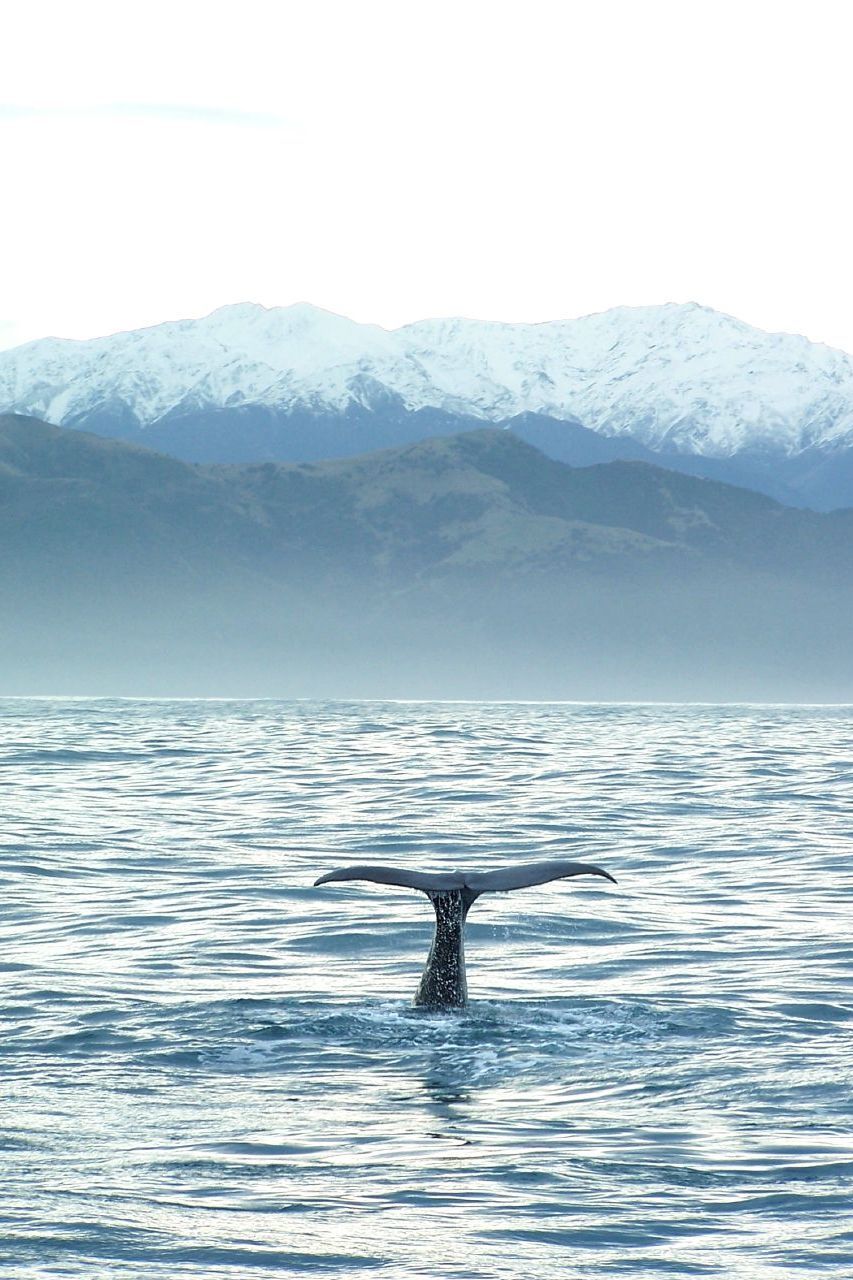 touchdisky:  Kaikoura by Chris Prior 
