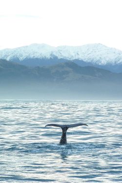 touchdisky: Kaikoura by Chris Prior 