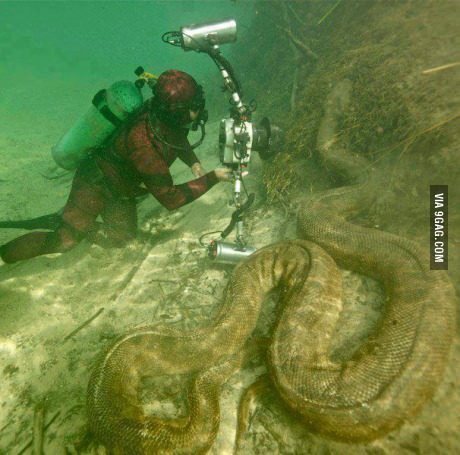 9gag:  Diving in Amazon