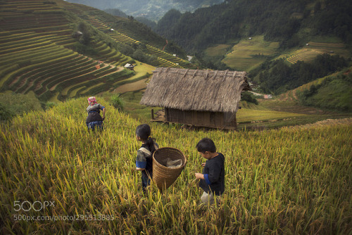 Terrace in mu cang chai by sarawutkaka