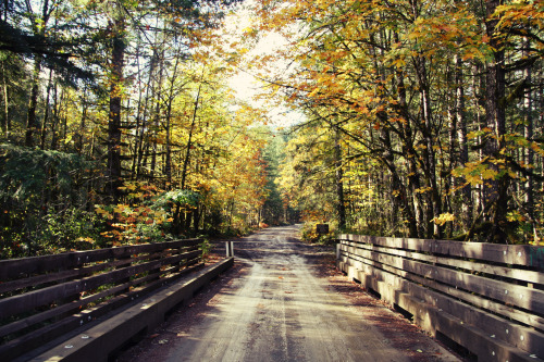 An Autumn WalkCowichan Provincial Park | 2015