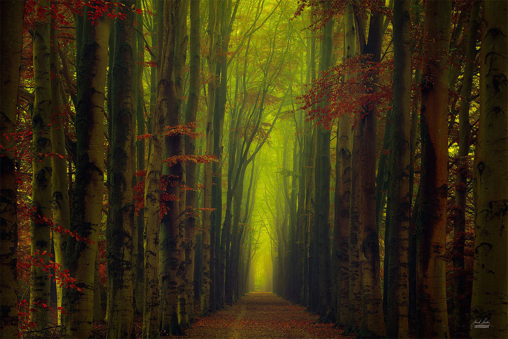 landscape-photo-graphy:  Enchanting Forests Photography Illuminate Autumn’s Beauty