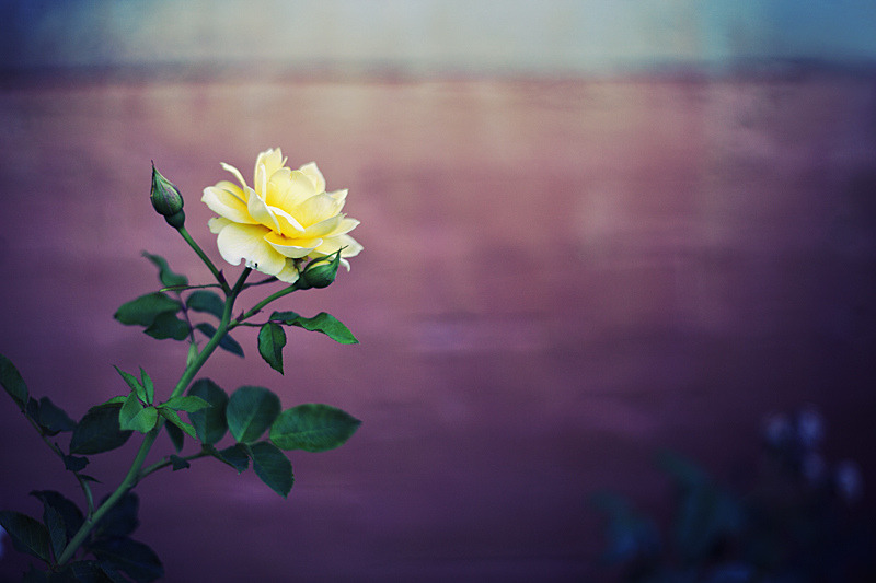 atraversso:  Beautiful flowers by Mary Parker 