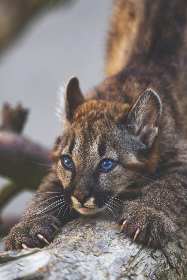 awwww-cute:  Blue eyes (Source: http://ift.tt/1mA6d5i)