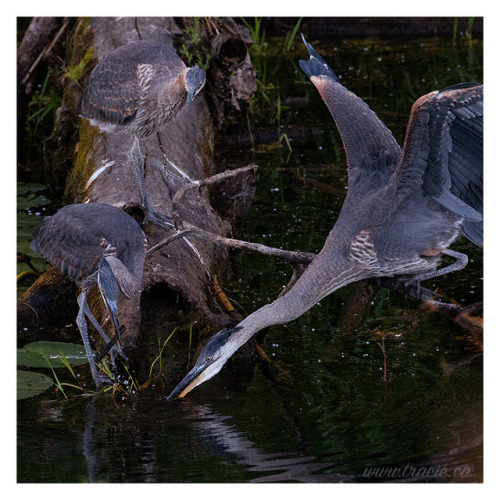 buginmymargarita:Fledgling Herons.  I watched these guys for a little while and all they were catchi