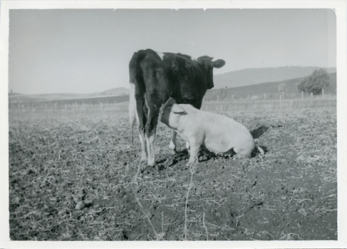 This is one very smart, and hungry, pig. From the Latah County Common Heritage Collection, courtesy 