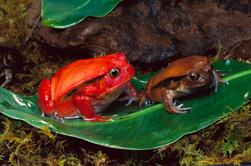 Female and male tomato frogs [Dyscophus guineti] sharing a leaf. By Gettyimages
