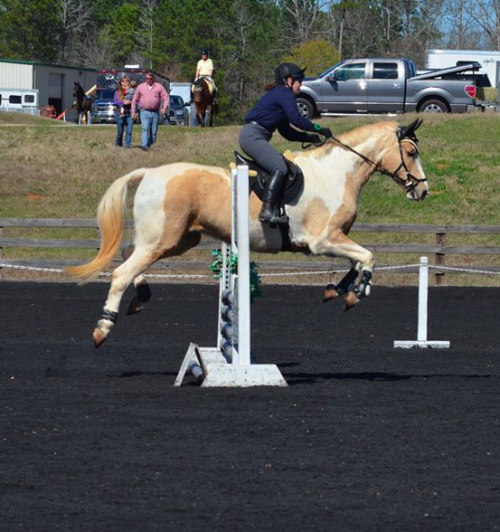 all-the-horses: Good Day SunshineSpot of Gold x EmmaSaddlebred Cross, Gelding17hhBorn 2009