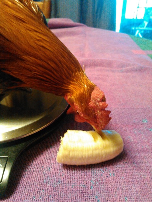 madnessmadness:chickenkeeping:wingleader:Good Boys get bananas. This wee one-and-a-half pound bantam