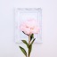 joyful-rose