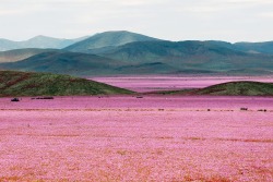 archatlas:    Atacama Desert in Bloom  The