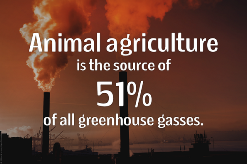 america-wakiewakie:Watch the Film “Cowspiracy” and Find More Facts Here