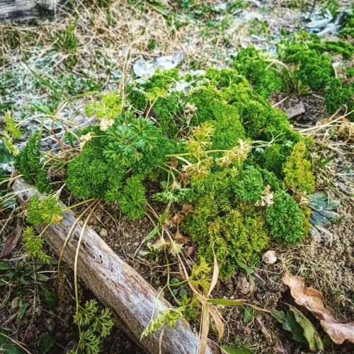 It’s mid-December, and I’m still harvesting the greens in the beds))) #gardening #garden