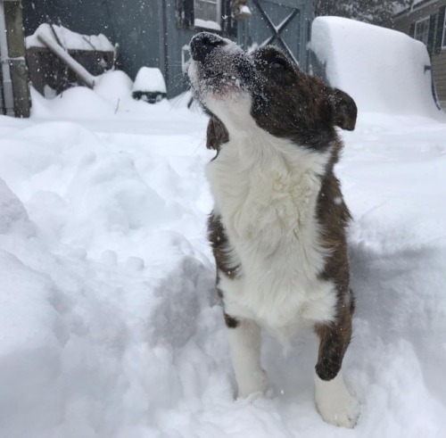 Bork......#corgisofinstagram #corgicommunity #dogsofinstagram #cardiganwelshcorgi #welshcorgi https: