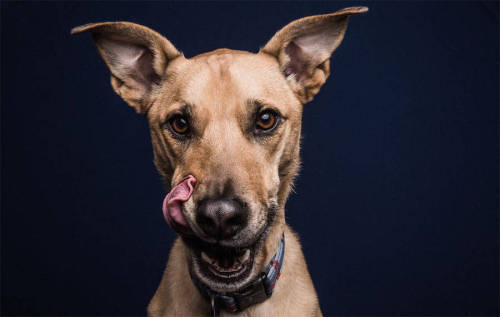 photojojo:Eeeee. Animal photographer Greg Murray knows, Pups + Peanut Butter = Photography Gold!! 