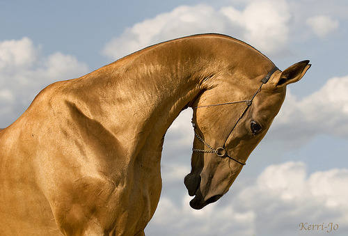 fuckyeahungulates:Akhal-Teke Horse (Equus ferus caballus)