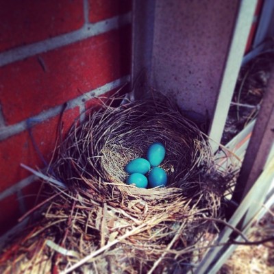 A Robin has decided to make its nest in an old ladder we have out back at work. Beautiful little green eggs. #nature #Robin #nest #ontario #oakville #spring #newlife #greeneggsandham #iphone #birds #beautiful #ladder #babybird