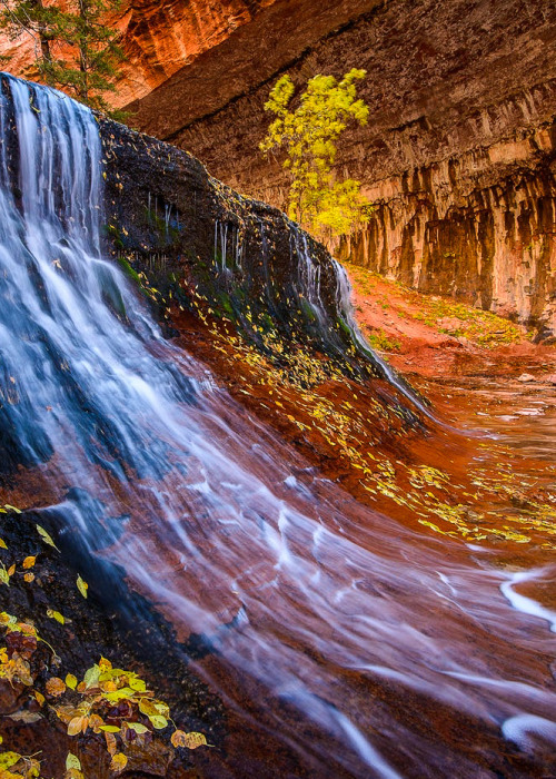 coiour-my-world:Cascade of Color, Zion National Park, Utah ~ Joseph Rossbach