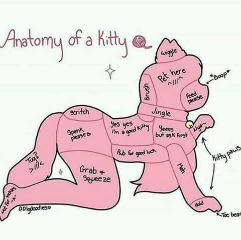 houseofraes: The anatomy of your pet