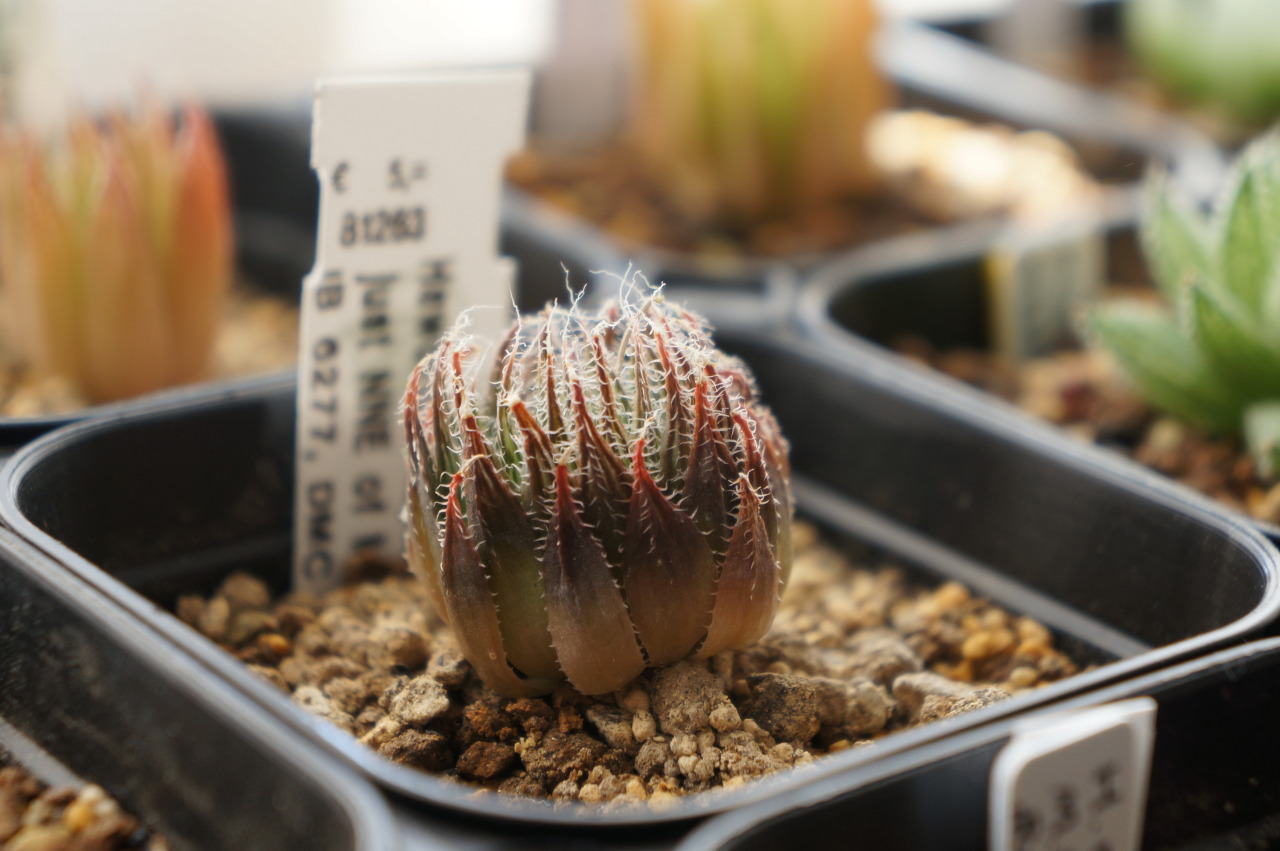 人気アイテムランキング(新品)  ハオルチア 預けよ 51h 多肉植物 自家繁殖 光国万象錦 その他