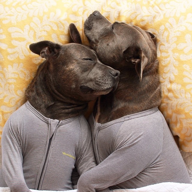 mymodernmet:  Adorable Bull Terriers Have Cuddle-Filled Pajama Parties   kickstartthefight
