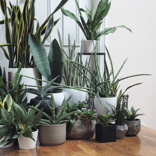 #sansevieriasunday still so many to collect&hellip; ~ ~ #houseplants #plantlove #foliage #indoor