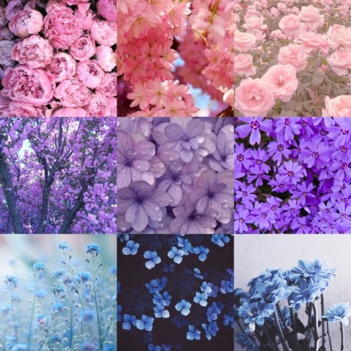Requested by anon“flower themed bisexual moodboard”