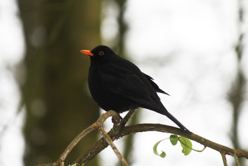 carlyleviktor: blackbird enjoying the snow in england 28/2/18(click for higher resolution) 