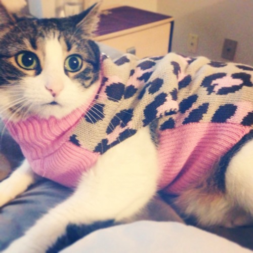 Found an animal print turtle neck sweater for my cat today. She officially hates me.