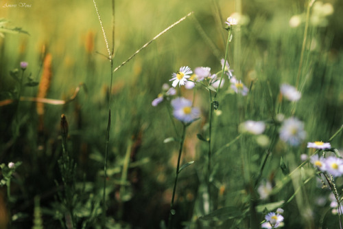 &hellip; by Amoris Vena on Flickr.