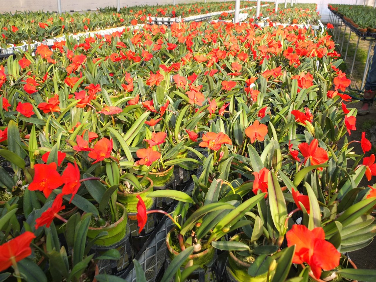 Cattleya coccinea (syn. Sophronitis coccinea).
Orchidaceae: Laeliinae.
By Masayoshi Takahashi. [x]