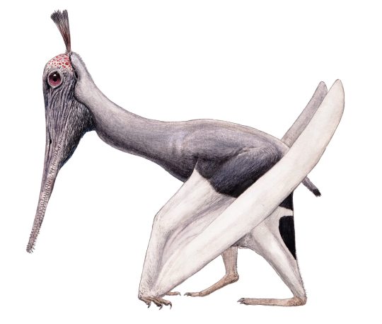 Liaodactylus primus and the ecological evolution of Pterodactyloidea.