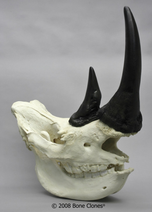 White Rhino Skull Replica