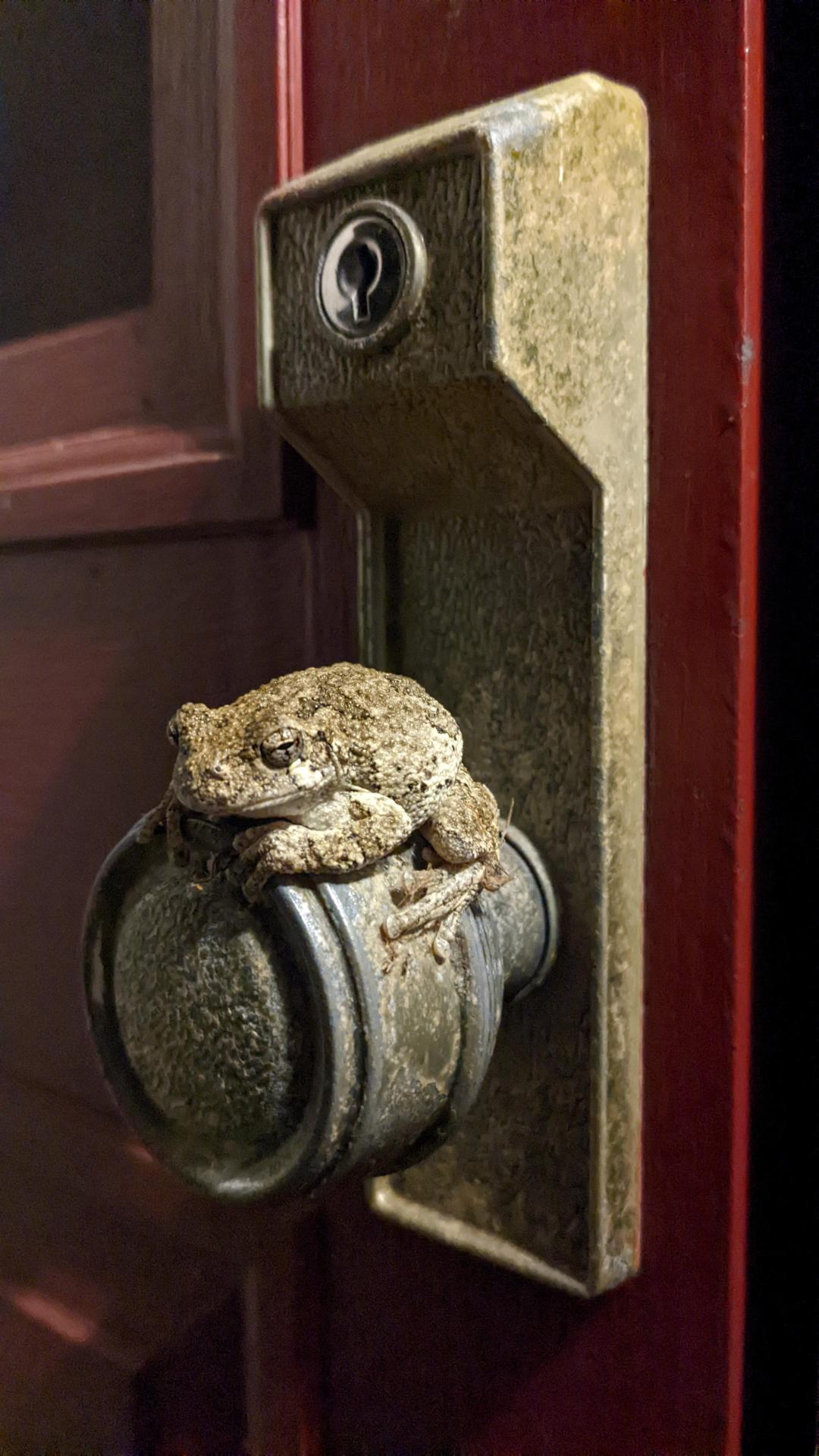 PsBattle: toad sitting on door knob #LOL#funny#photoshop#photos