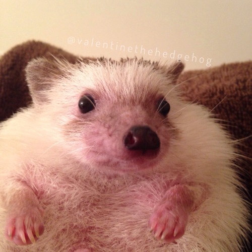 &ldquo;What do you mean my poop boots are gone?&rdquo;