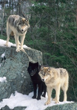 beautiful-wildlife:  Wolves by Steve Gettle