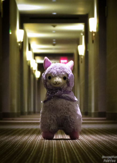 Katuscon 2014 Zadornov (I might take photos of my alpaca in the hall while tired and bored…)