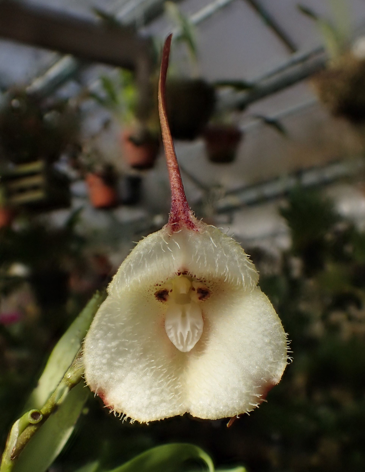 orchid-a-day: Dracula rezekiana February 3, 2018  