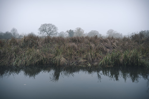 Misty Walk in the ParkAlways good to get out in the park. Cold and misty this morning, but beautiful