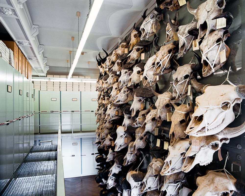 likeafieldmouse:  Klaus Pichler - Skeletons in the Closet: Museum of Natural History,