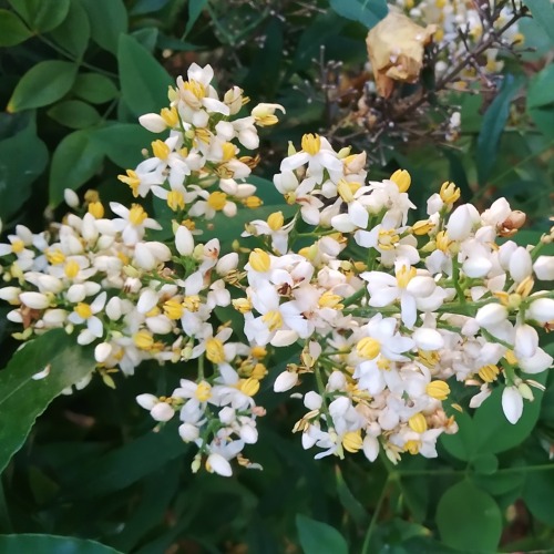 biosemiotica: A blooming heavenly bamboo shrub (nandina domestica)